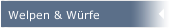 Welpen & W&uuml;rfe 